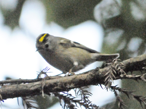 鳥と花の写真館